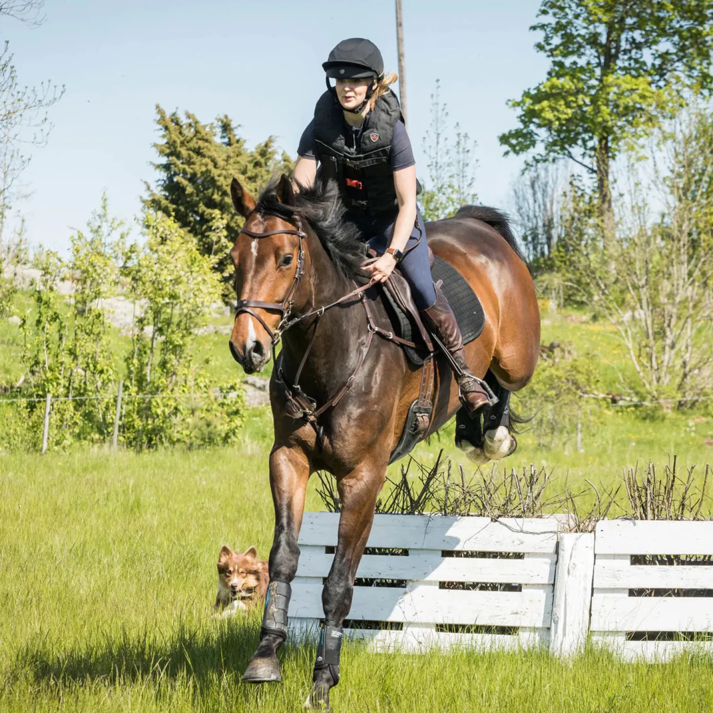 Back on Track® Deep Nights Brush Boots