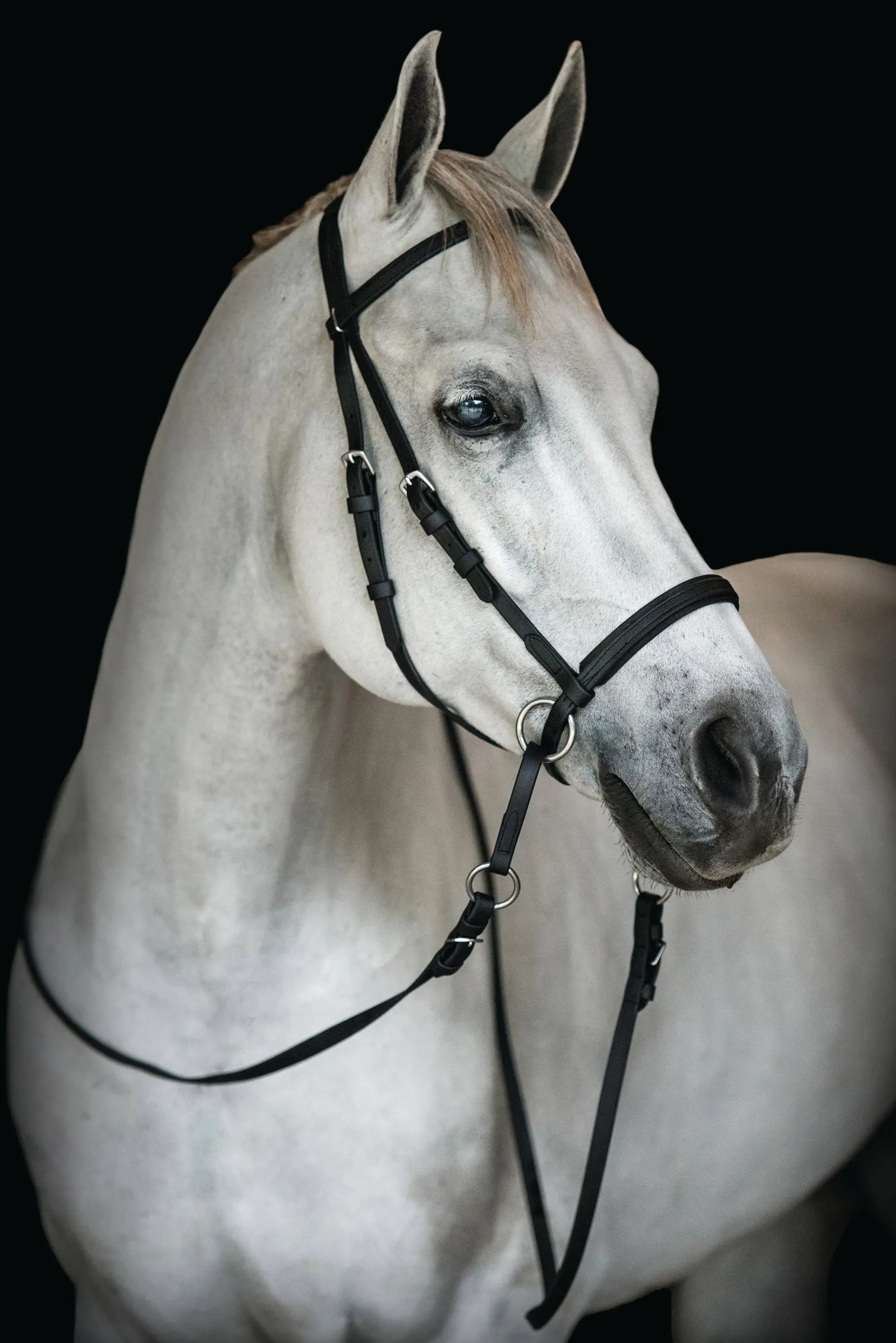 Dr. Cook's Beta BitlessBridle™