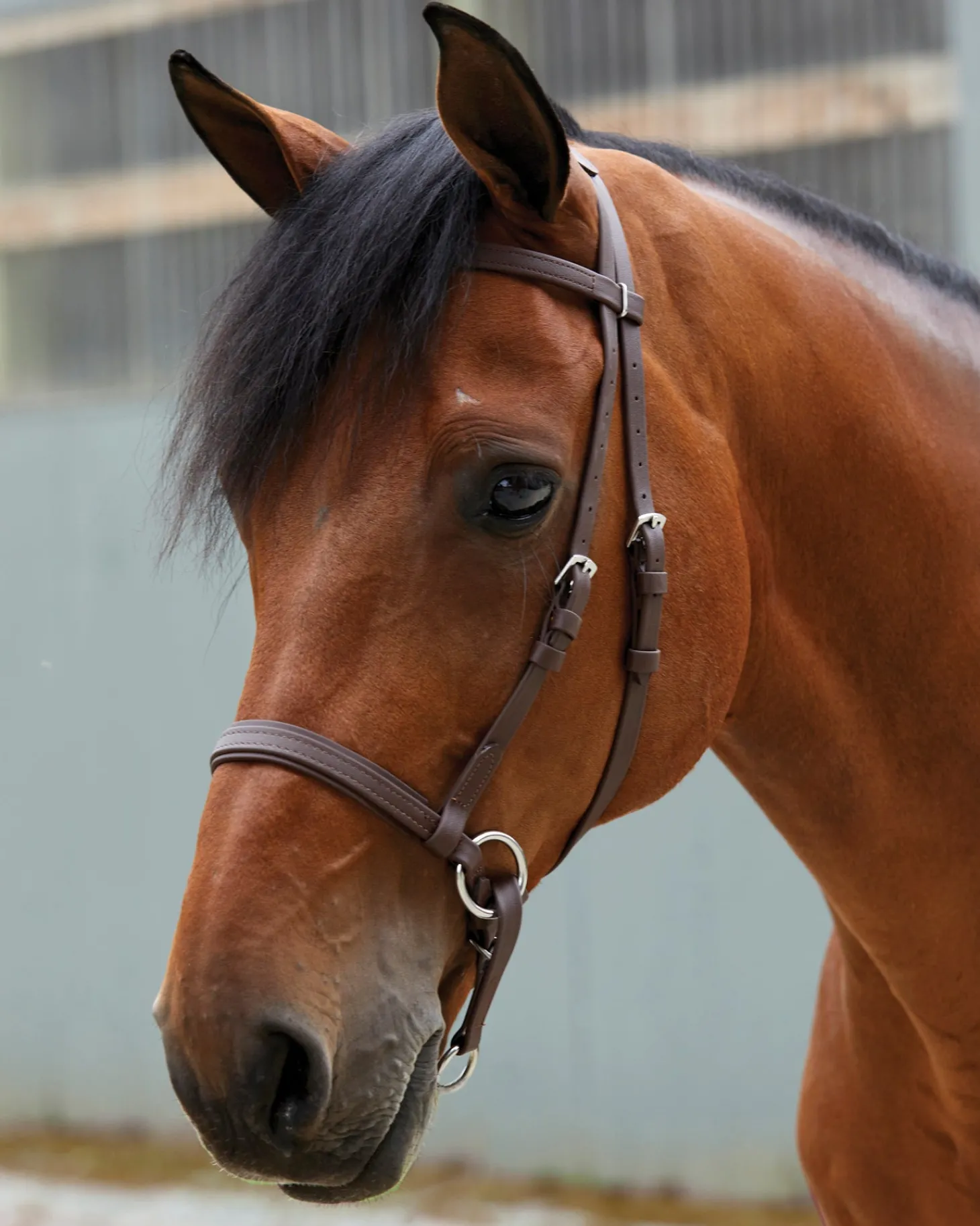 Dr. Cook's Beta BitlessBridle™