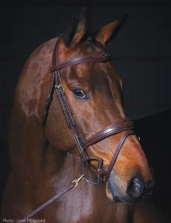 Dy'on® Anatomic Bridle