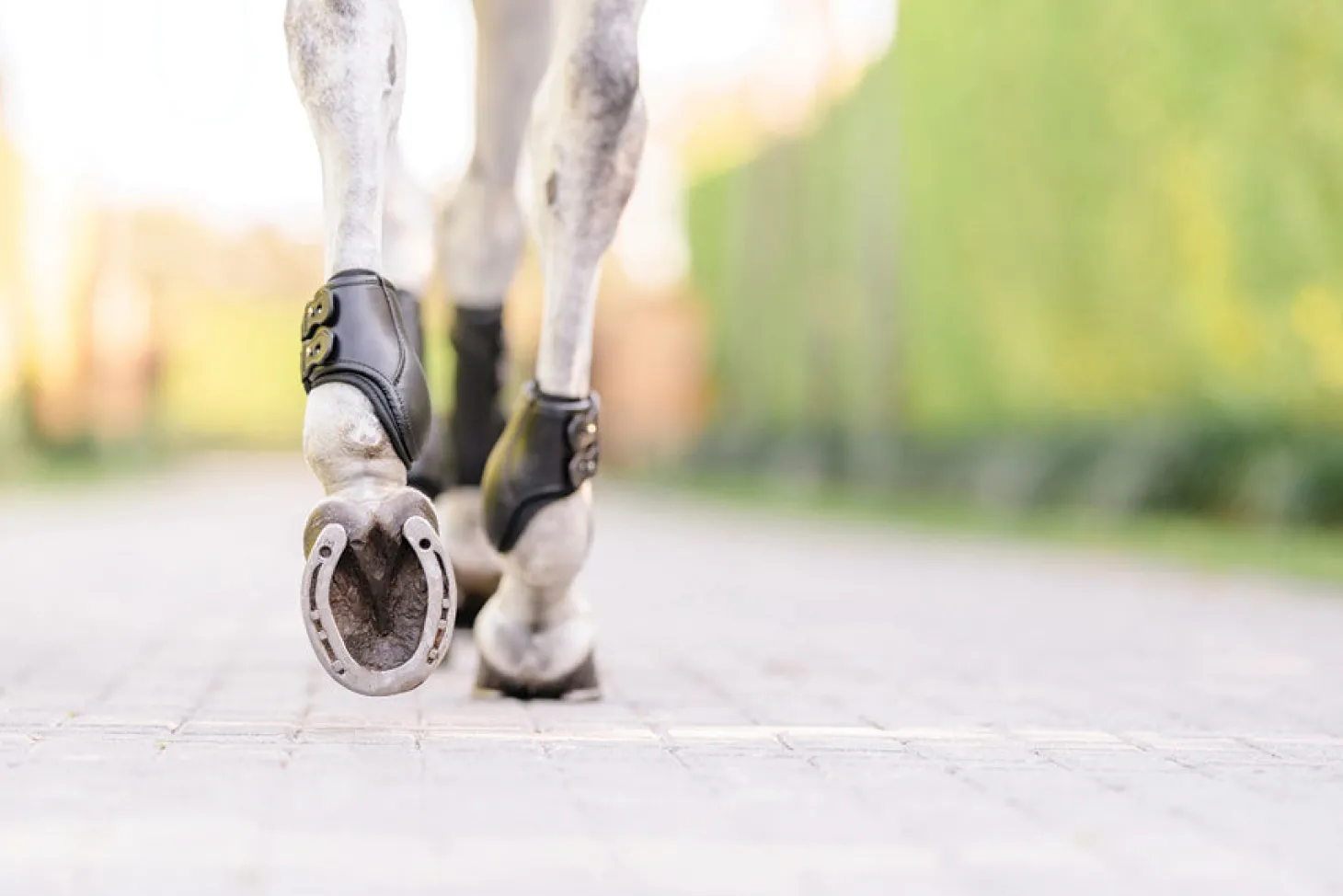 EquiFit® Eq-Teq™ Hind Boots