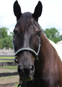 HDR Padded Jewel Halter