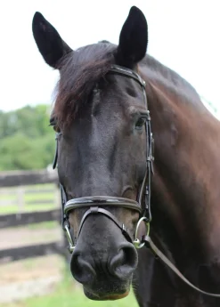 Henri de Rivel Piaffe Mono Crown Bridle with Flash Noseband & Patent Leather