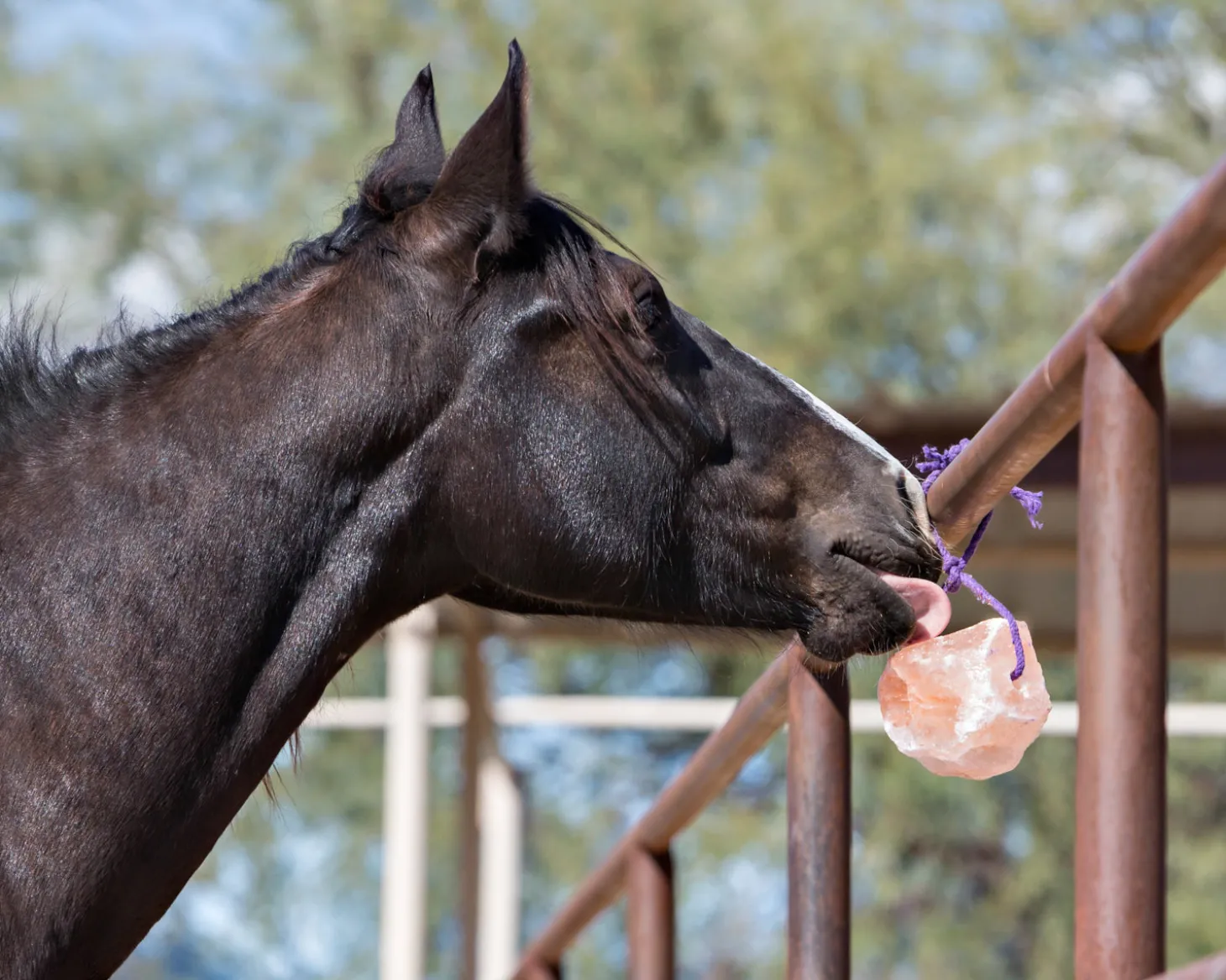 Horsemen’s Pride™ Jolly Salt Snack, 2.2 Pounds