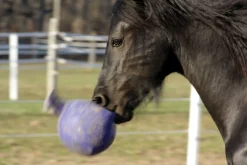 Horsemen's Pride™ Scented Jolly Ball®