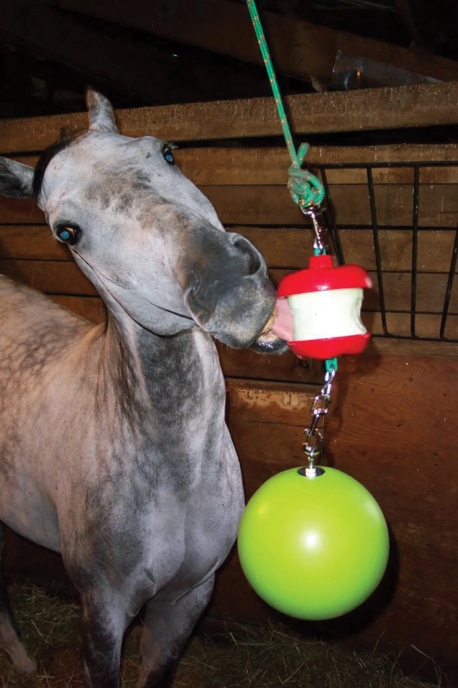 Jolly Stall Snack System Horse Toy
