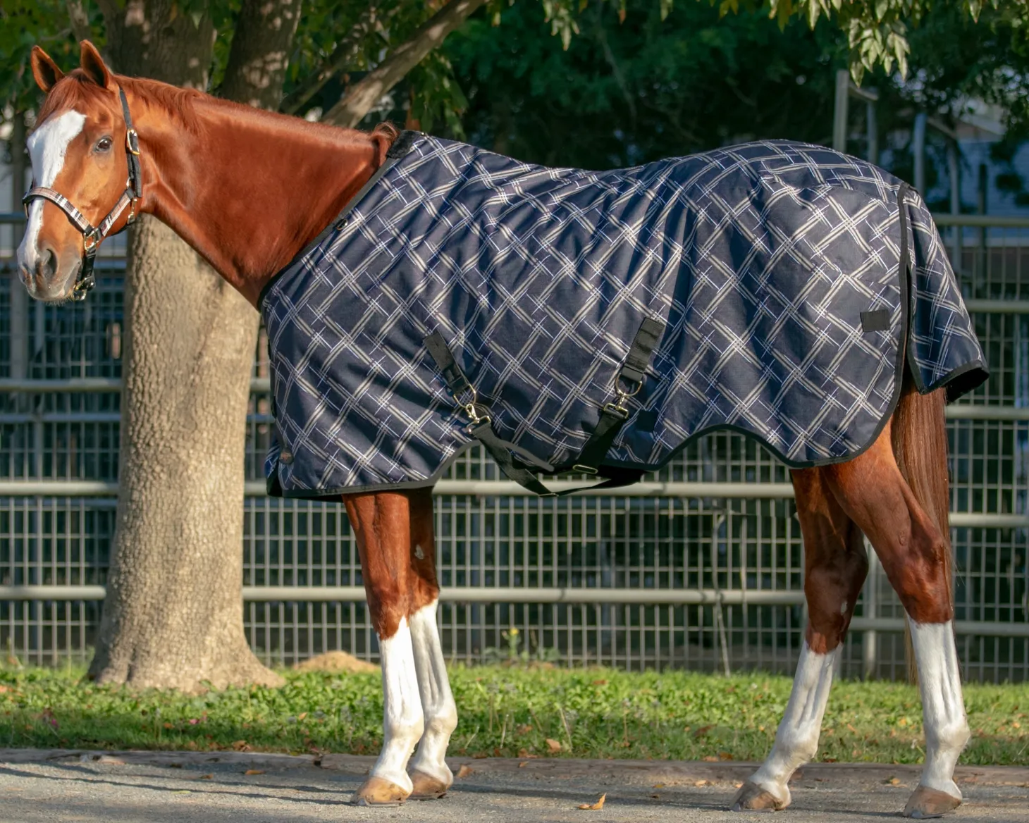 Kensington™ Pony Signature Medium Weight Turnout Blanket
