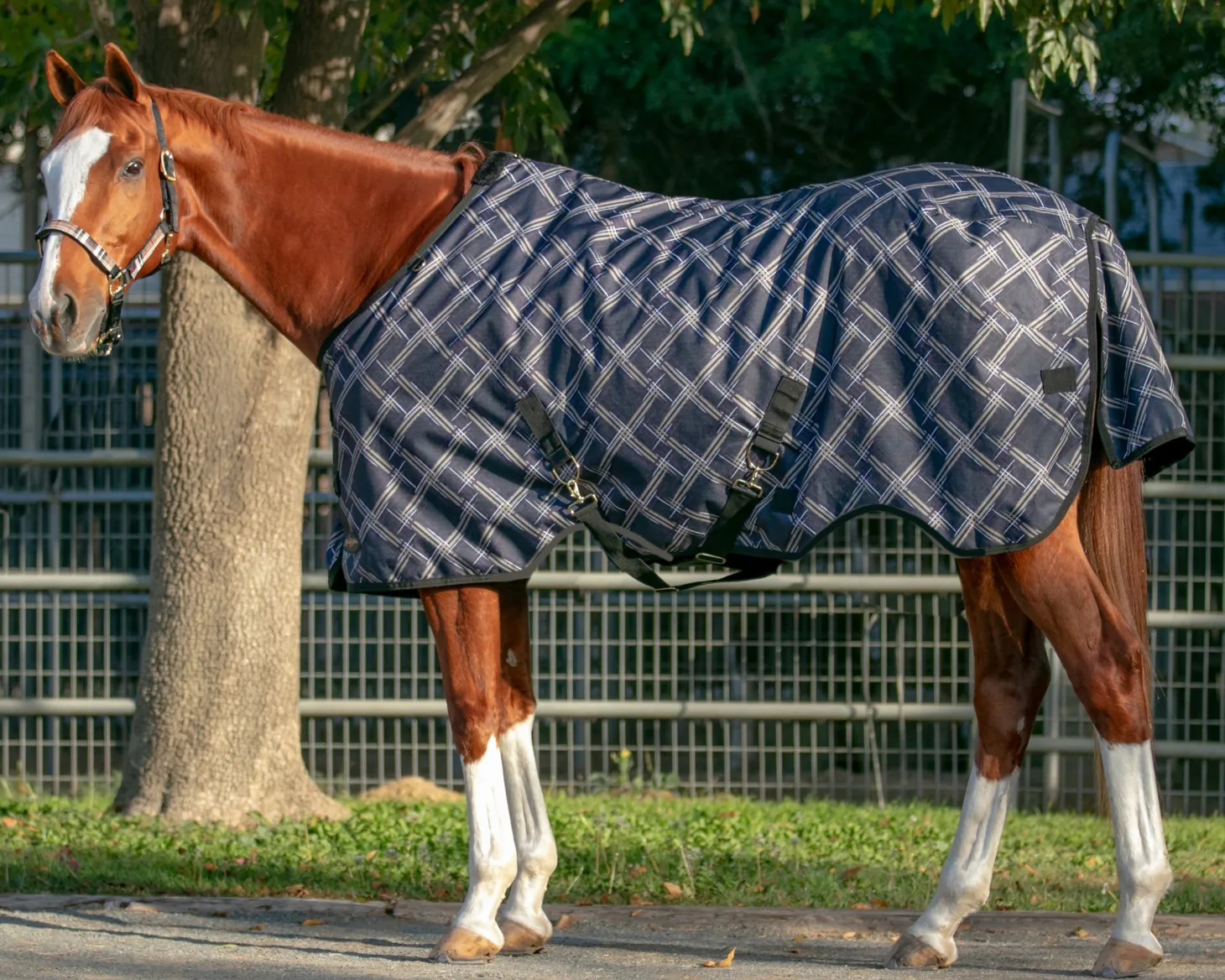 Kensington™ Pony Signature Lightweight Turnout Blanket