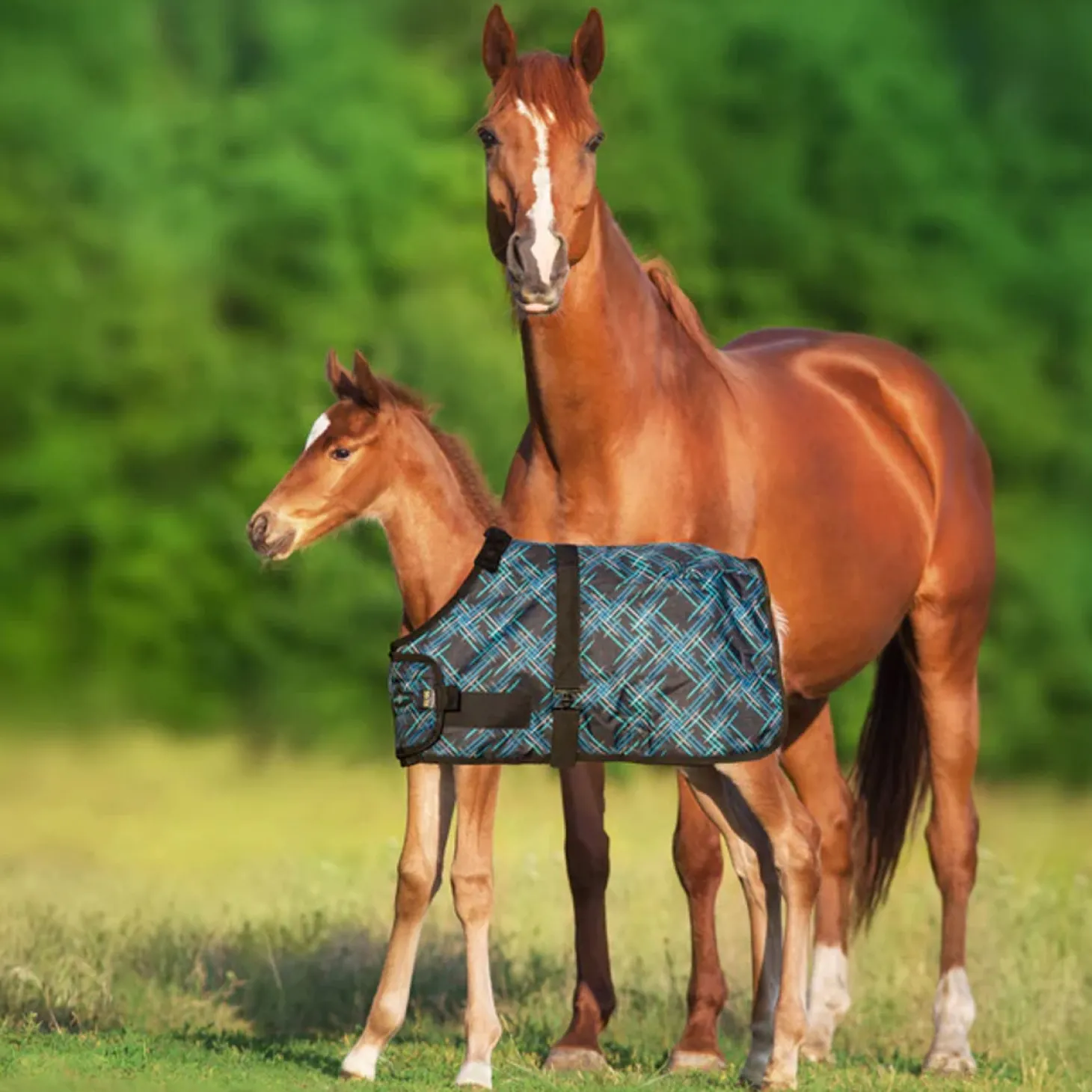 Kensington™ Signature Adjustable Small Foal Turnout Blanket