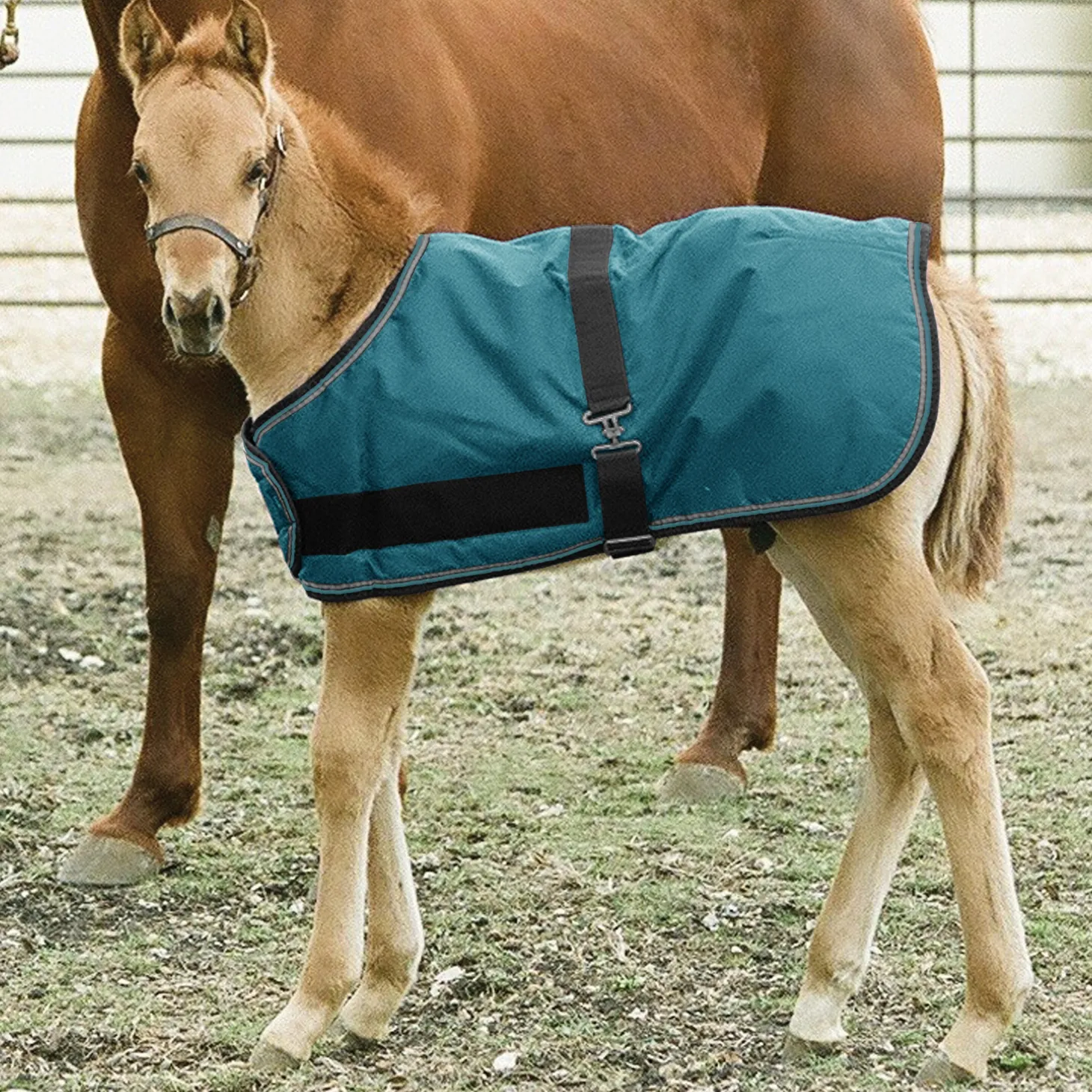 Kensington™ Signature Adjustable Small Foal Turnout Blanket