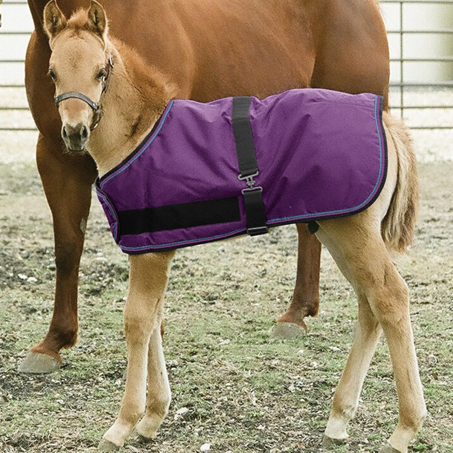 Kensington™ Signature Adjustable Small Foal Turnout Blanket
