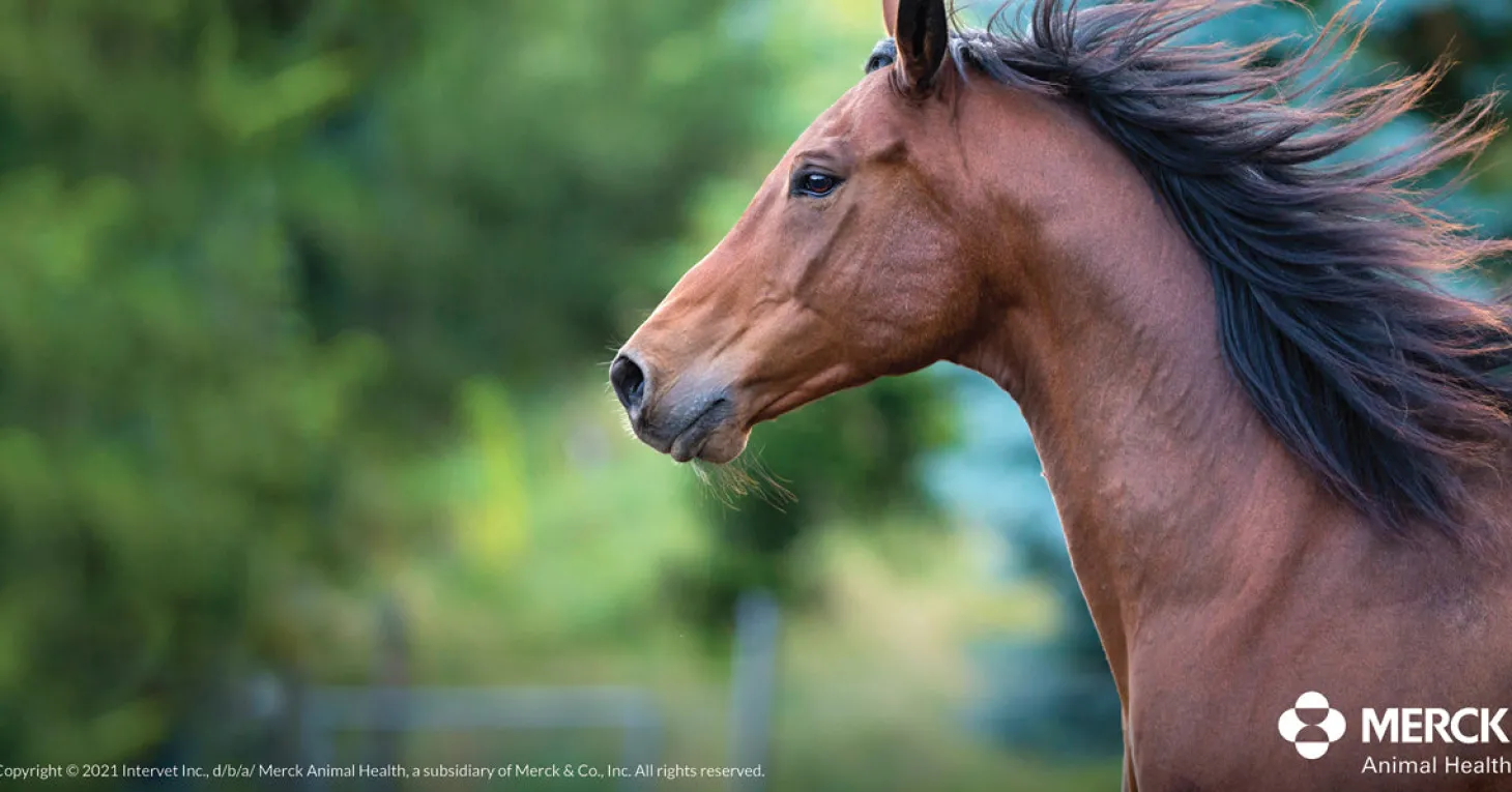 Panacur Paste Dewormer