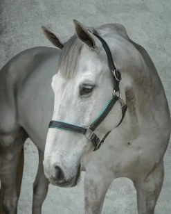 Perri’s® 1" Padded Leather Halter