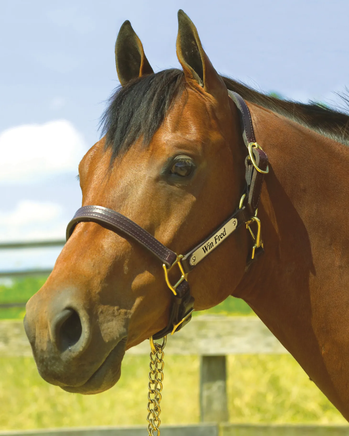 Perri’s® 1" XL Stallion Premium Leather Show Halter with Nameplate