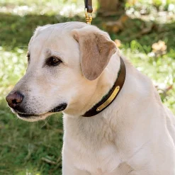 Perri’s® Padded Leather Nameplate Dog Collar