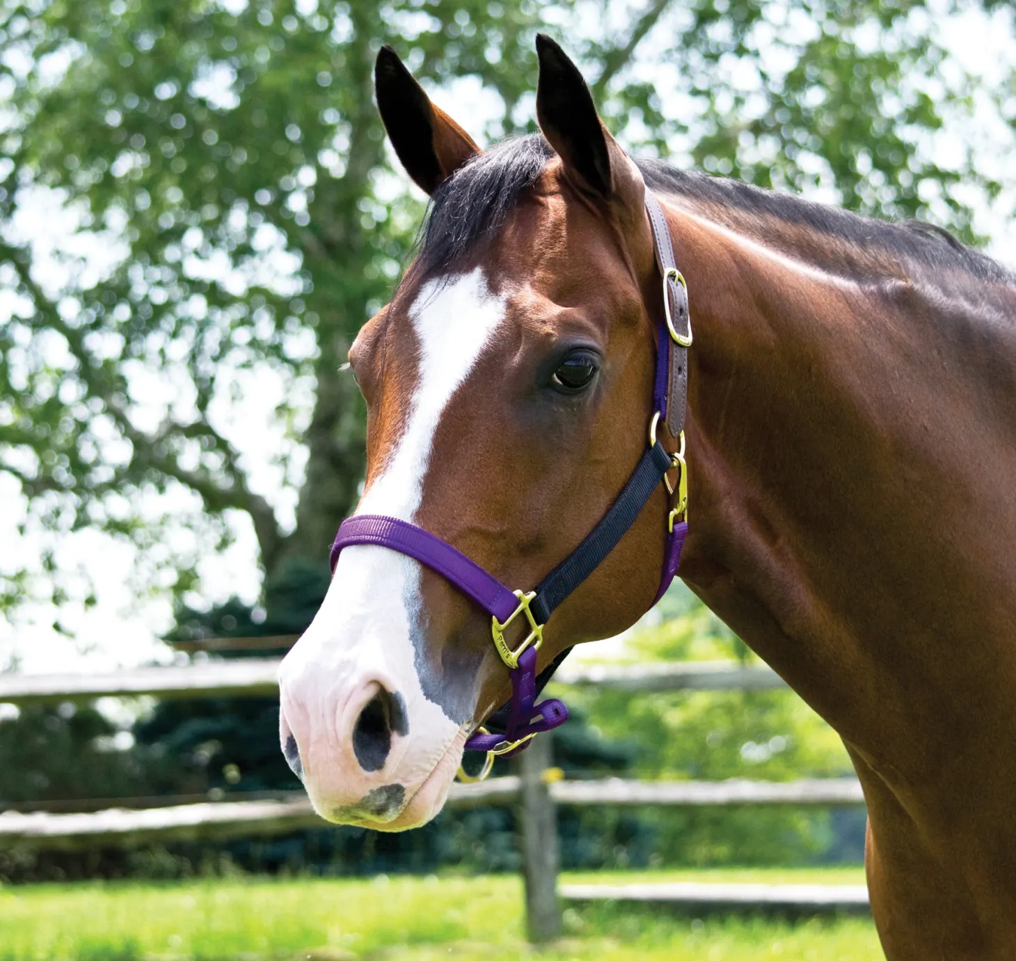 Perri’s® Premium Nylon Breakaway Halter