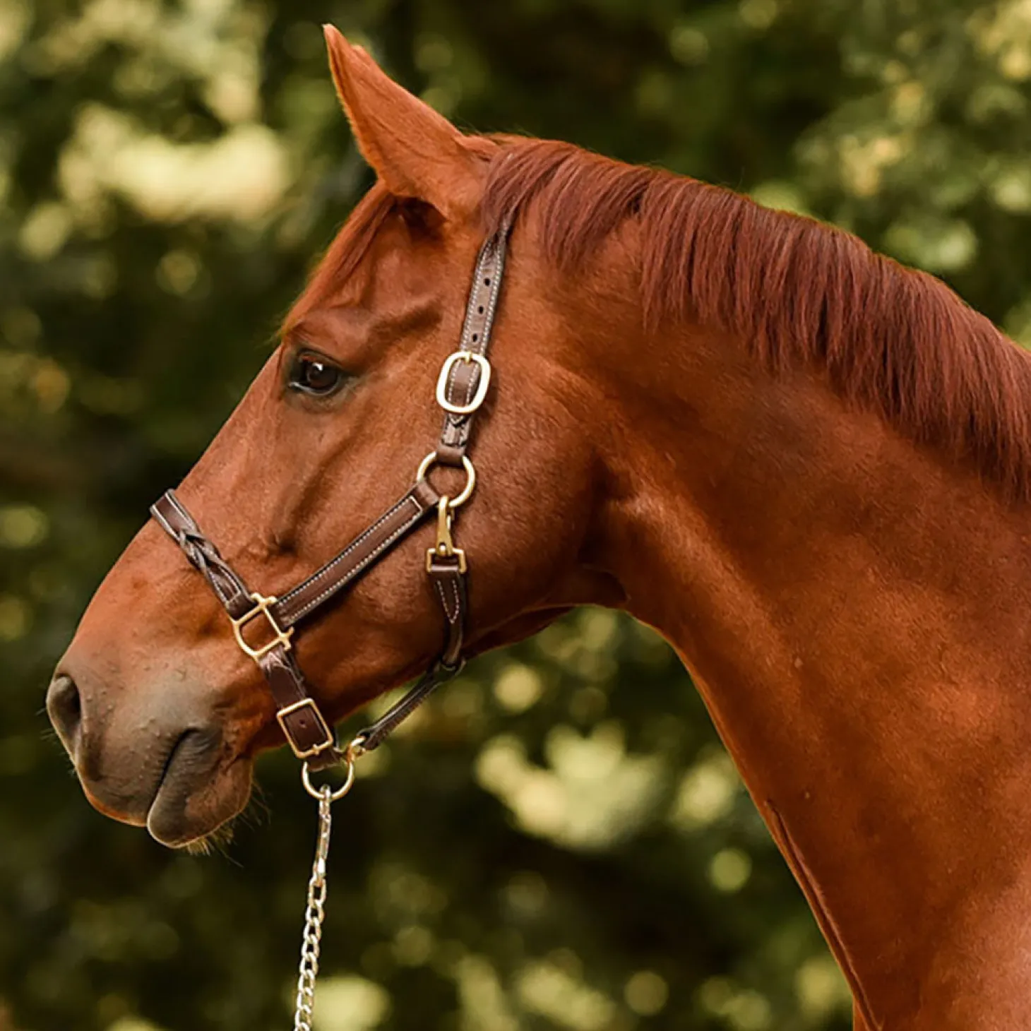 Perri’s® Twisted Leather Halter