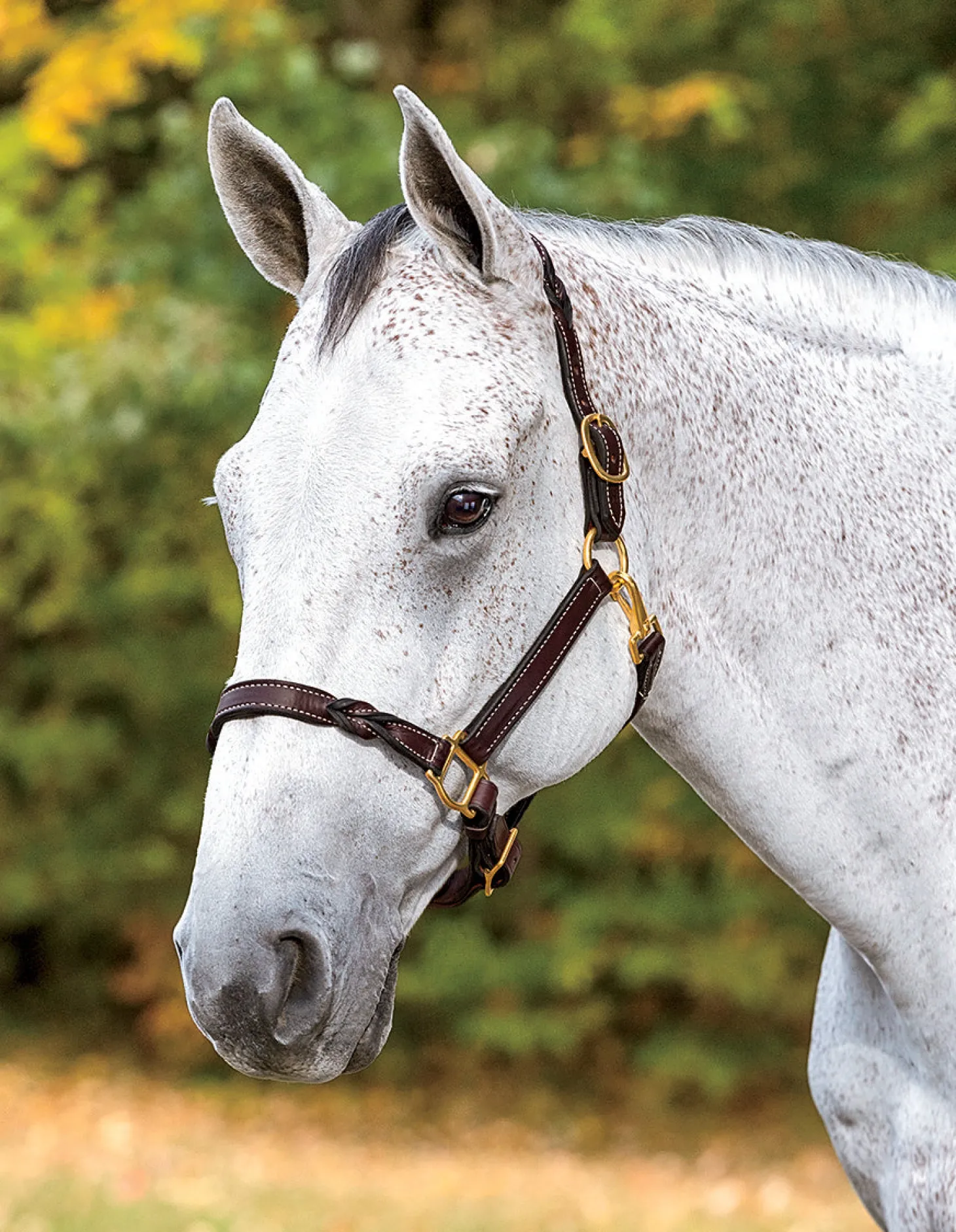Perri’s® Twisted Leather Halter