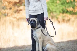 Rider’s International™ Laced Rein Dog Leash