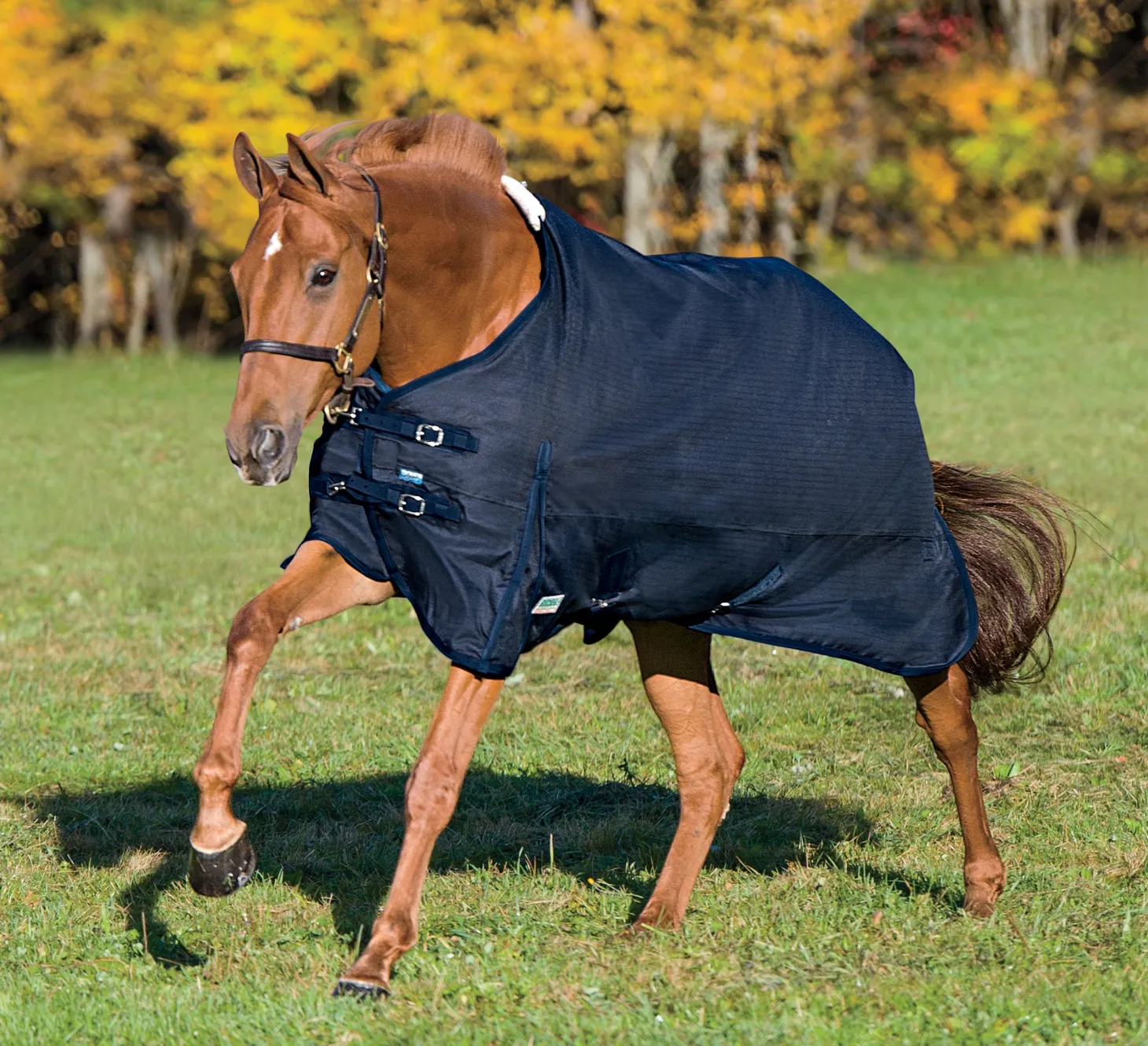 Rider’s International™ Supreme Turnout Sheet