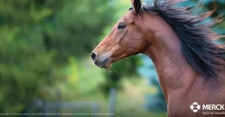 Safe-Guard® Dewormer