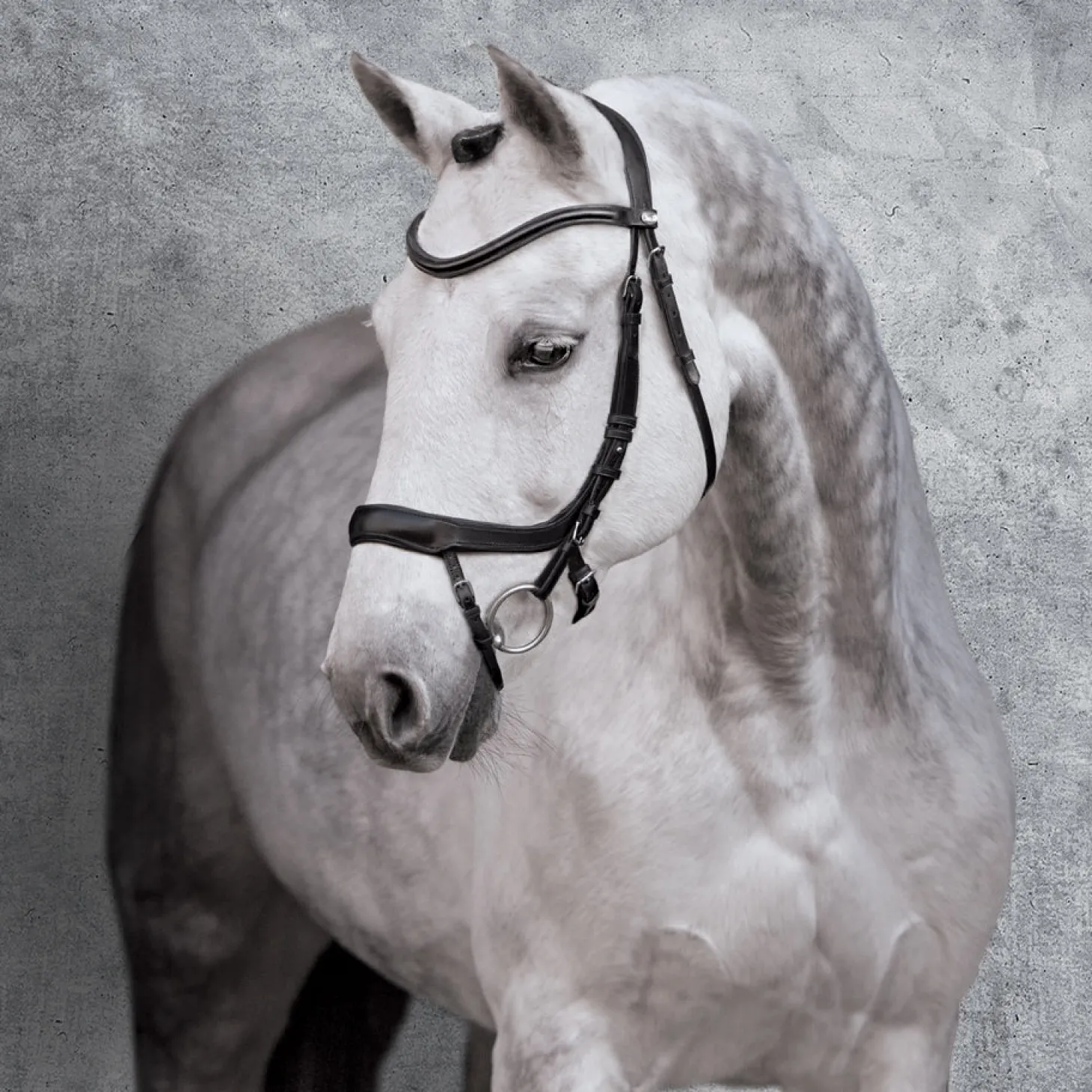 Schockemöhle Equitus Alpha Bridle