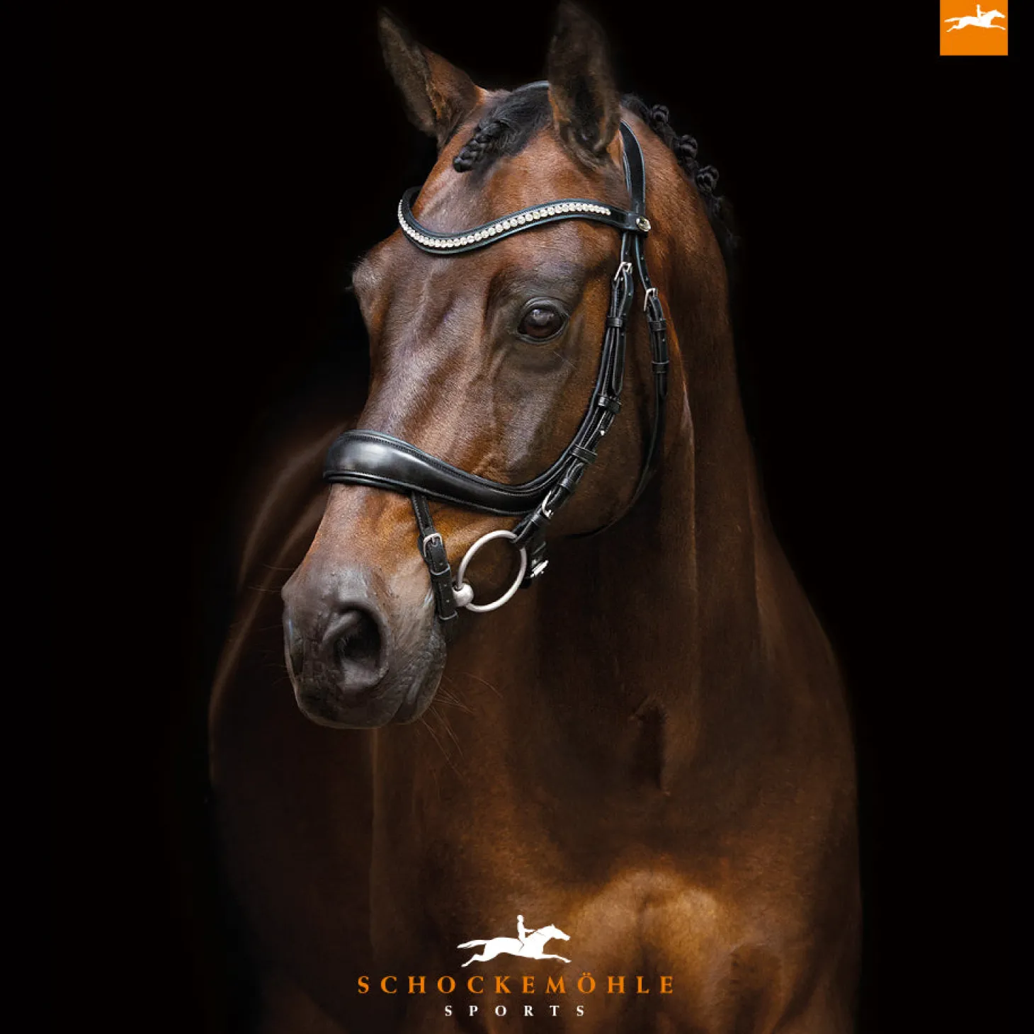 Schockemöhle Equitus Beta Bridle