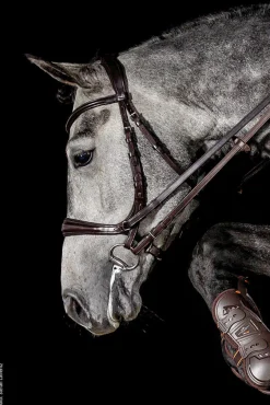 Schockemöhle Equitus Theta Bridle