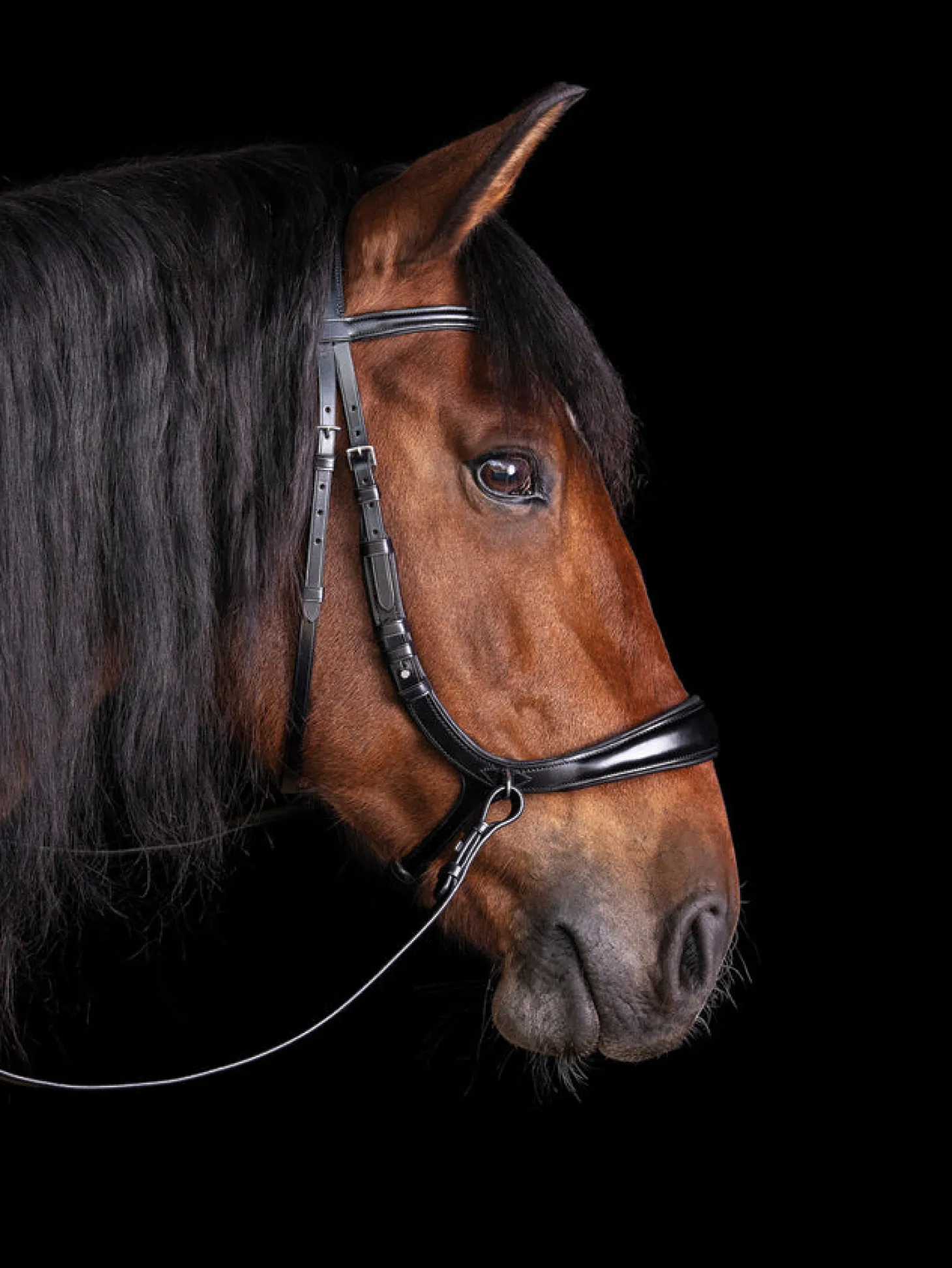 Schockemöhle Equitus Theta Bridle