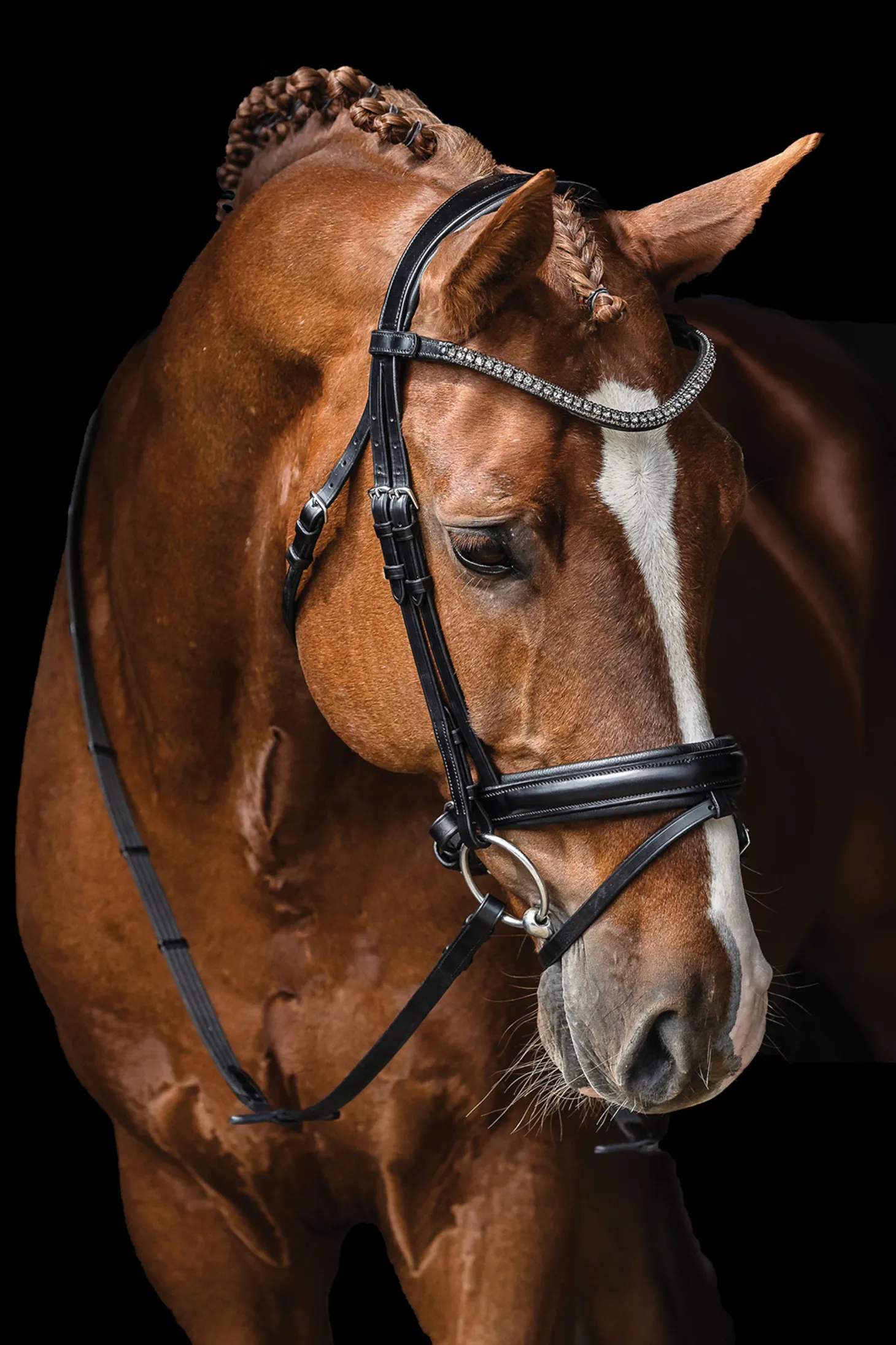 Schockemöhle Malaga Bridle