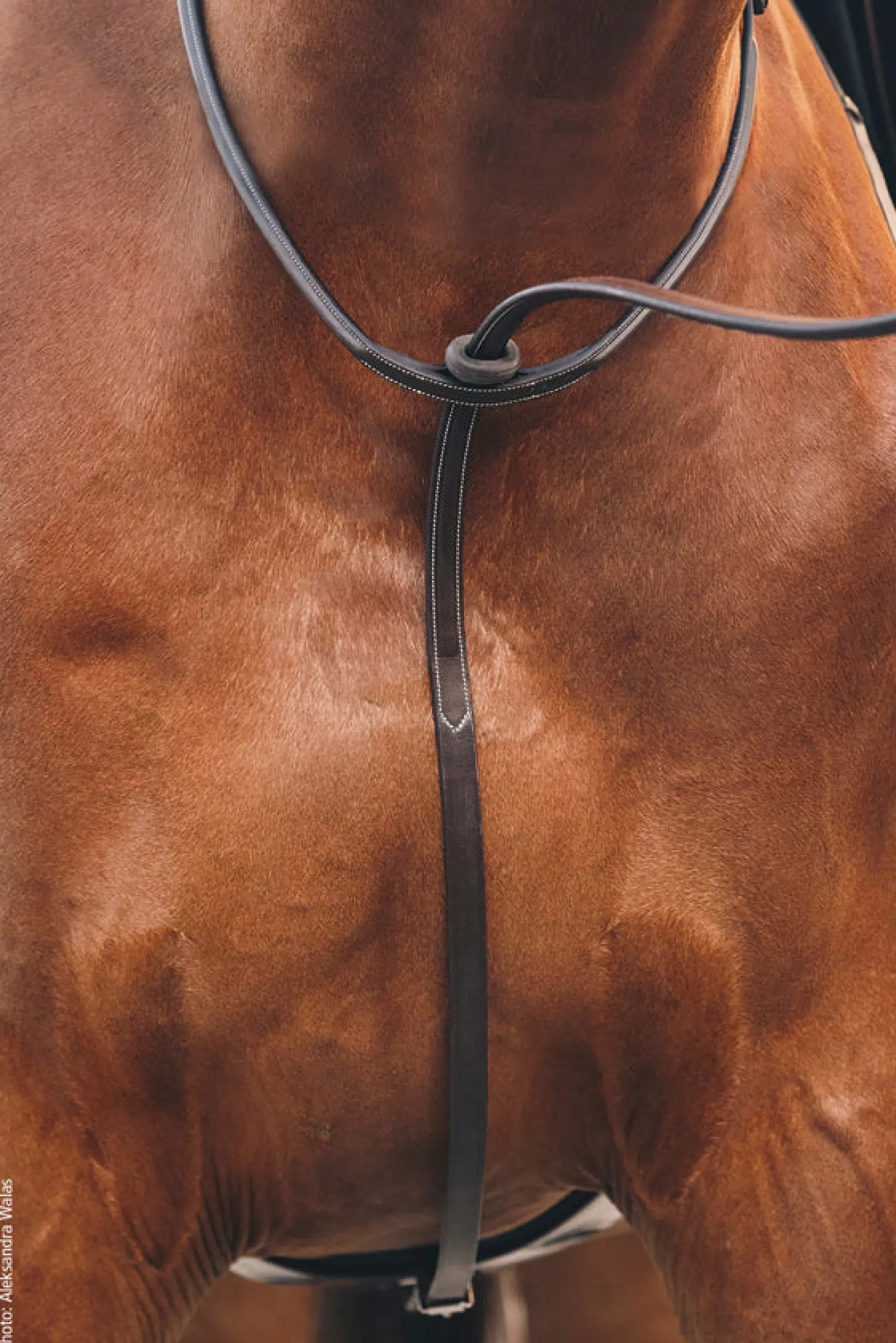 Schockemöhle Santa Clara Standing Martingale