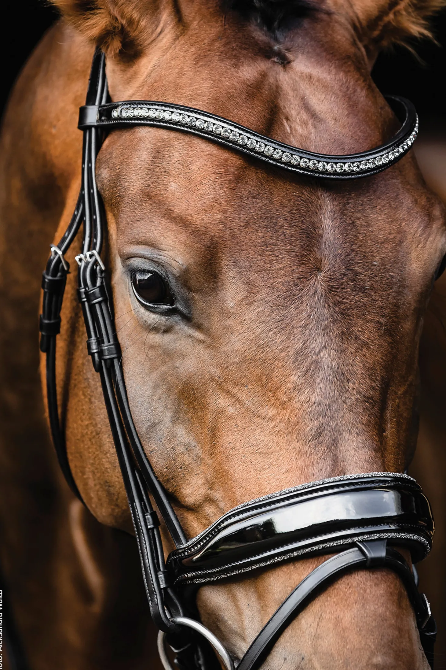 Schockemöhle Standford Glam Bridle