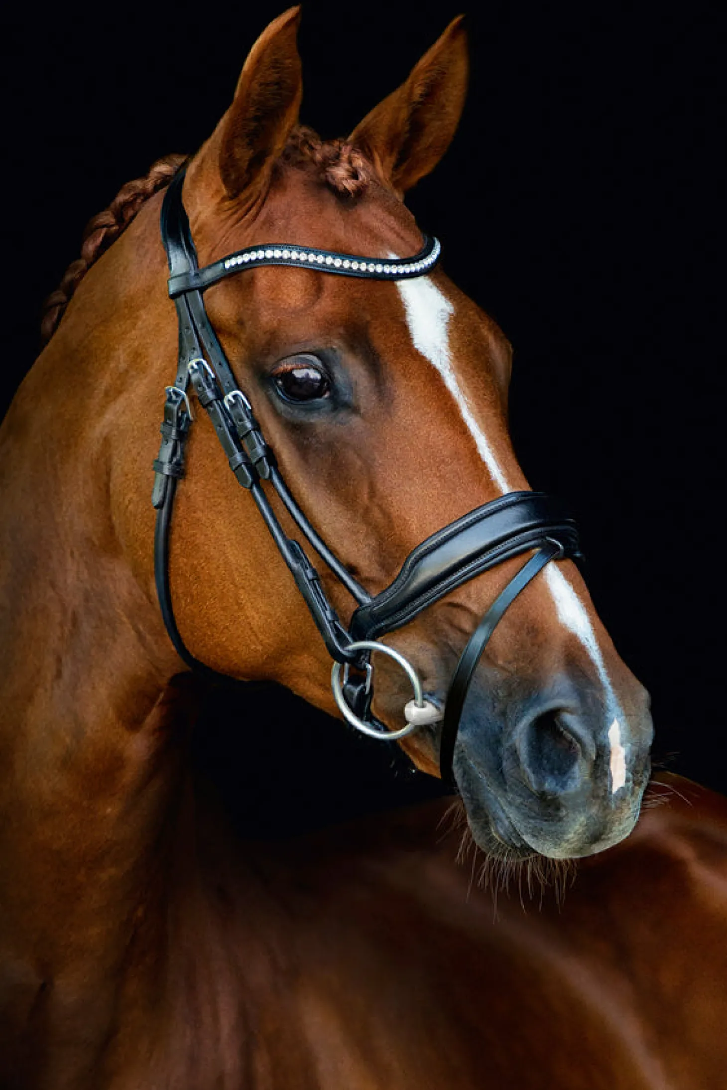 Schockemöhle Malibu Bridle