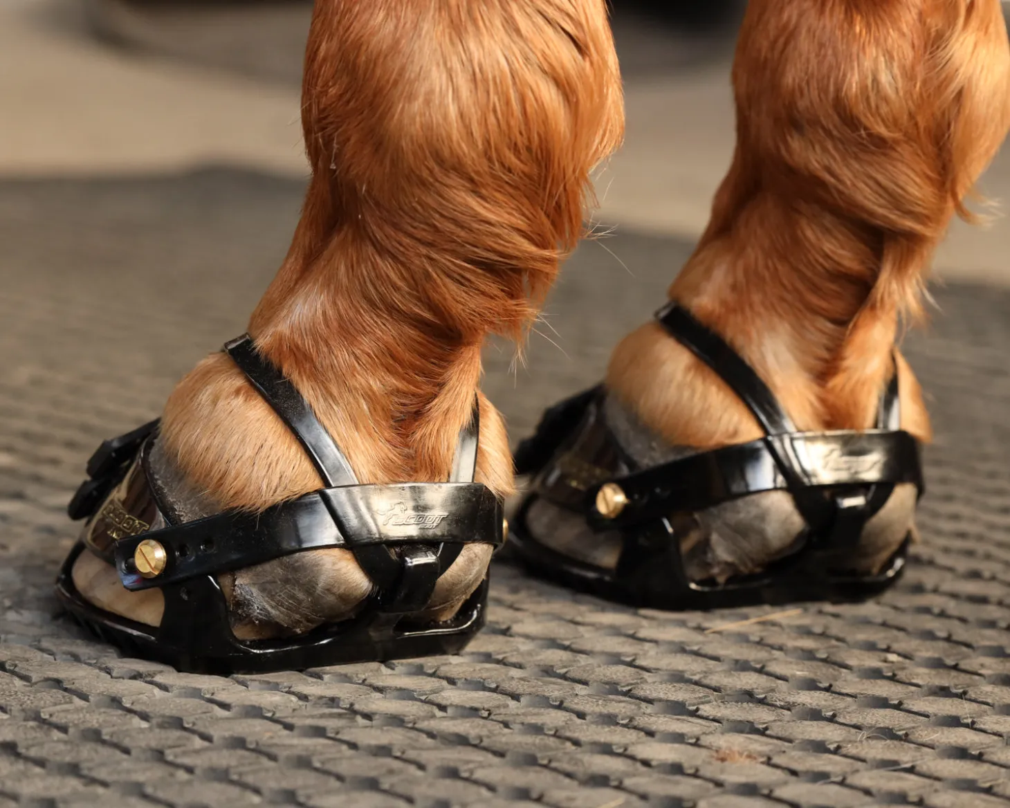 Scoot Boot Adjust Hoof Boots - Pair