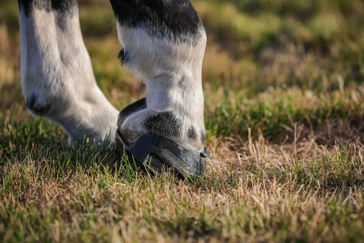 Scoot Boot Skins Glue-On - 2 Pack