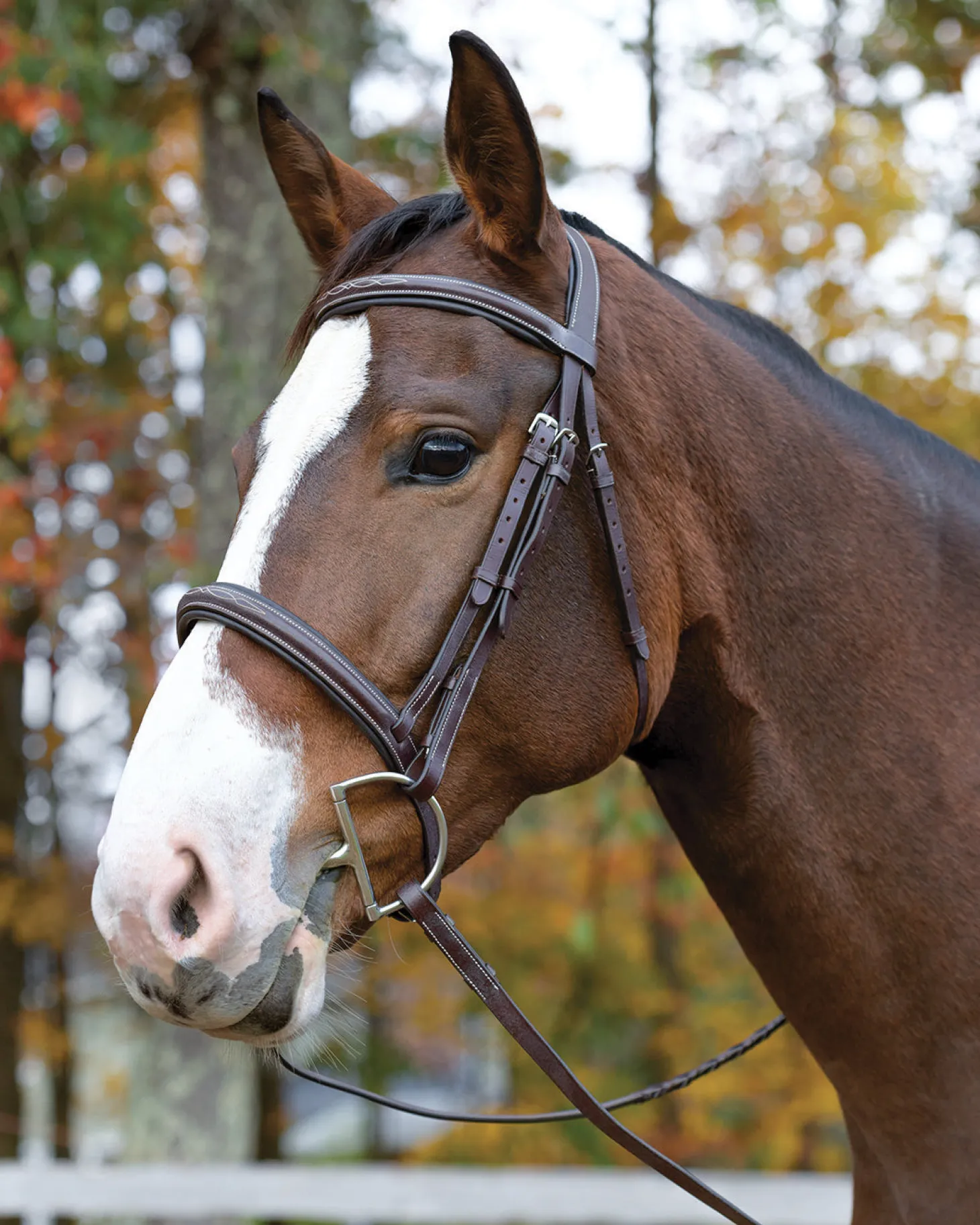 Shires Avignon Ocala Bridle
