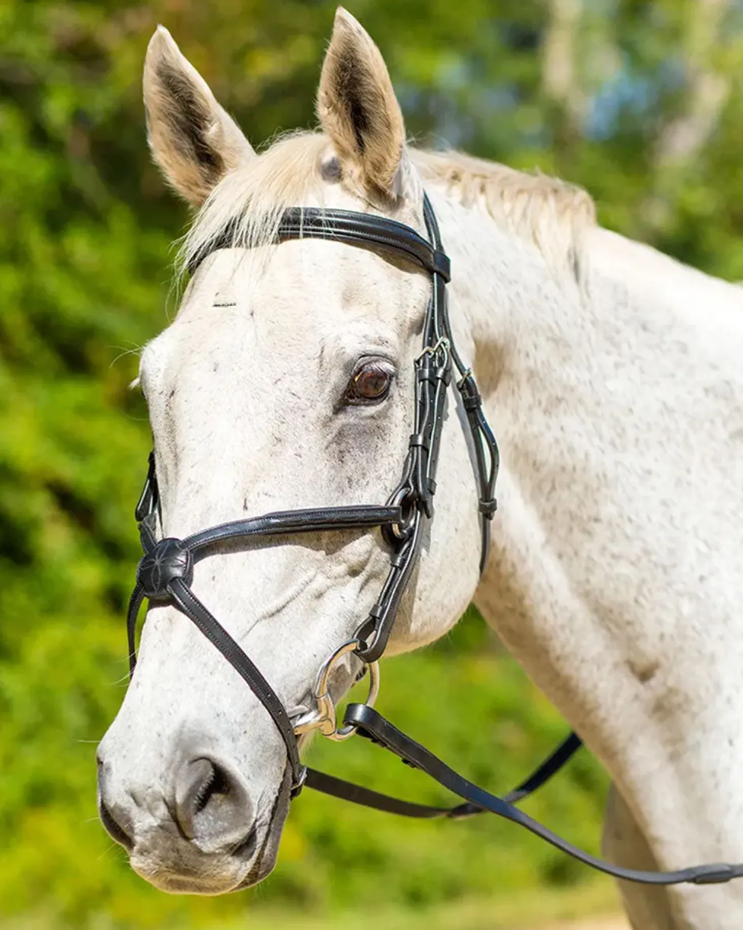 Shires Avignon Woodside Bridle