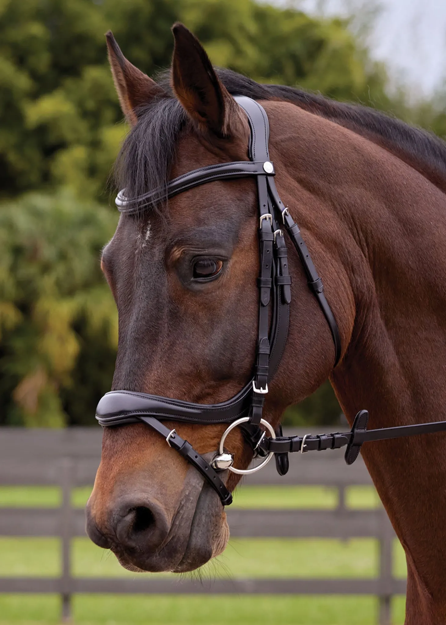 Showmark® Ergonomic Flash Bridle
