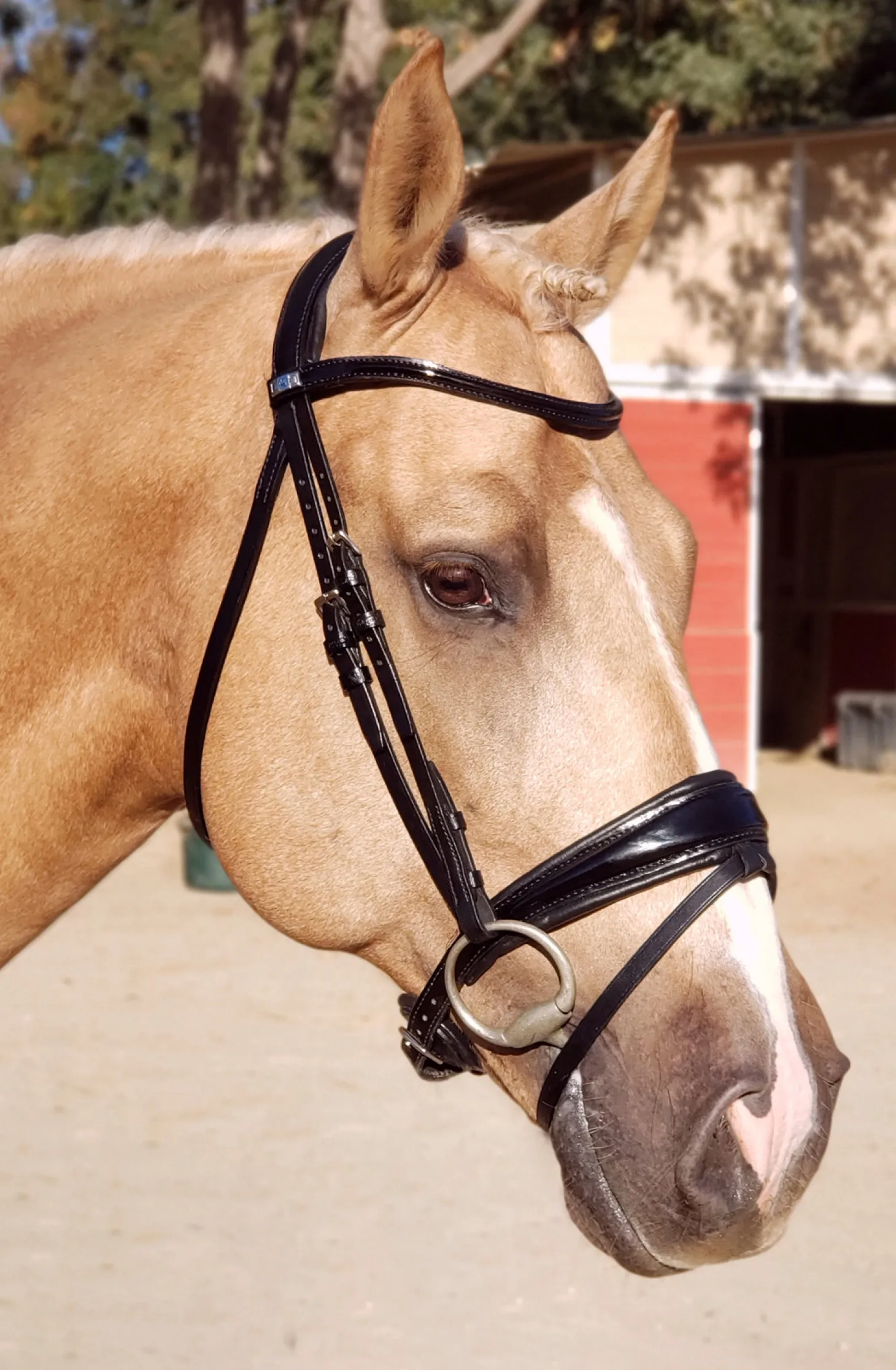 Stübben Patent Switch Combo Bridle
