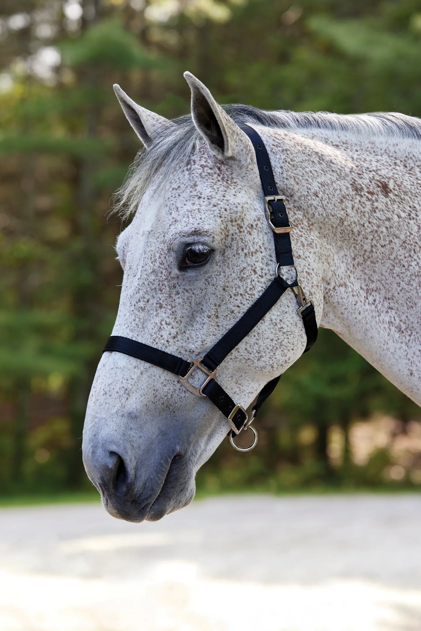 Suffolk™ Nylon Breakaway Halter