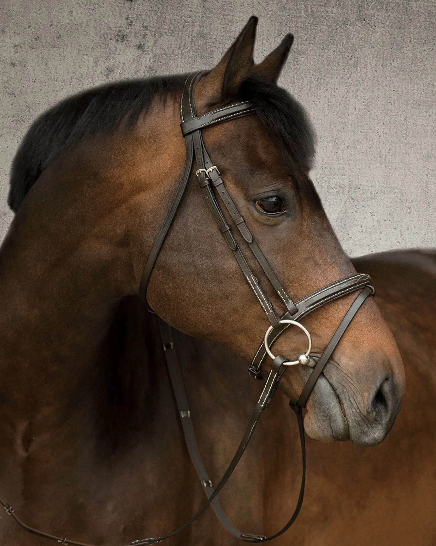 Suffolk™ Single Crown Flash Bridle