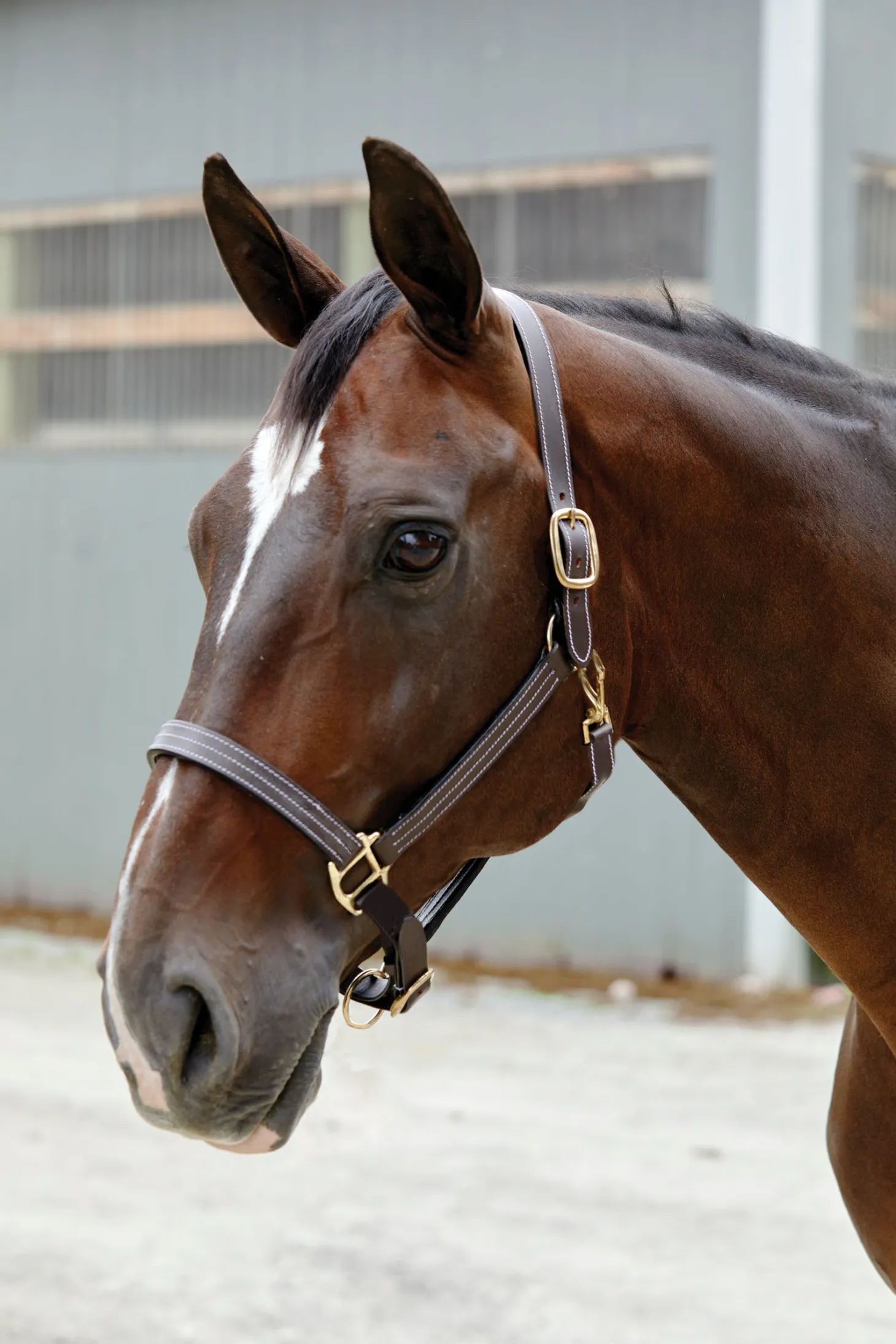 Suffolk™ Triple-Stitched Halter
