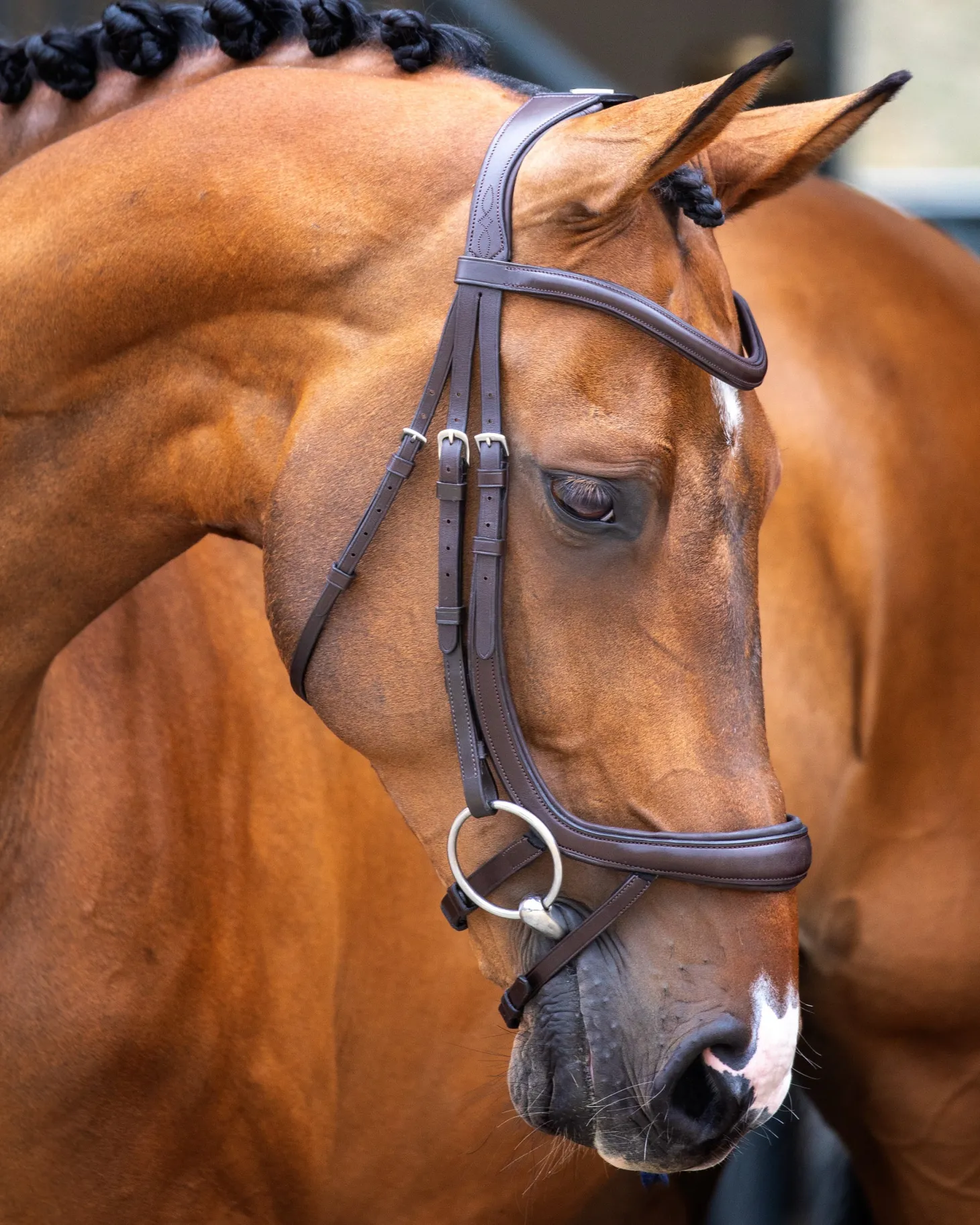 Velociti Lusso Ergonomic Curved Flash Bridle