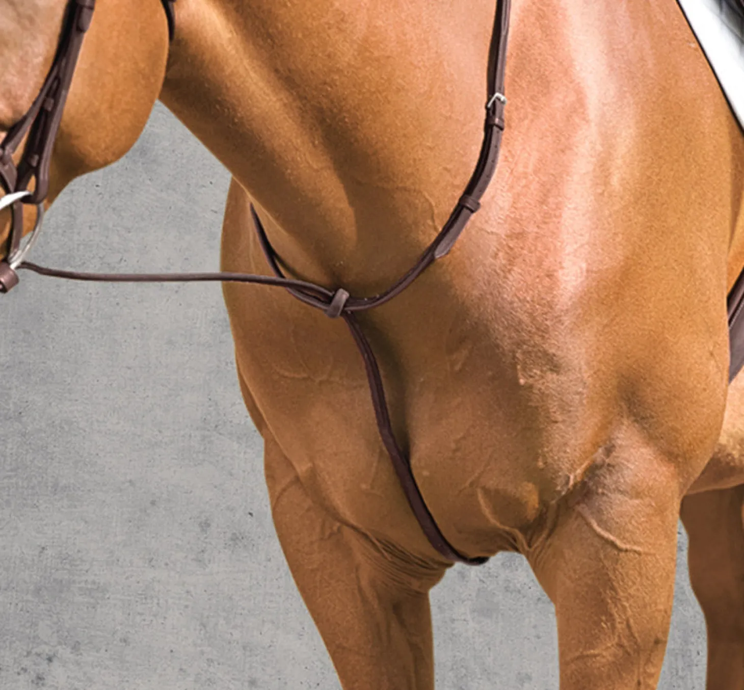 Vespucci Plain Raised Standing Martingale