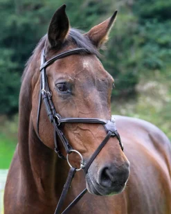 Vespucci Square Raised Figure-8 Bridle