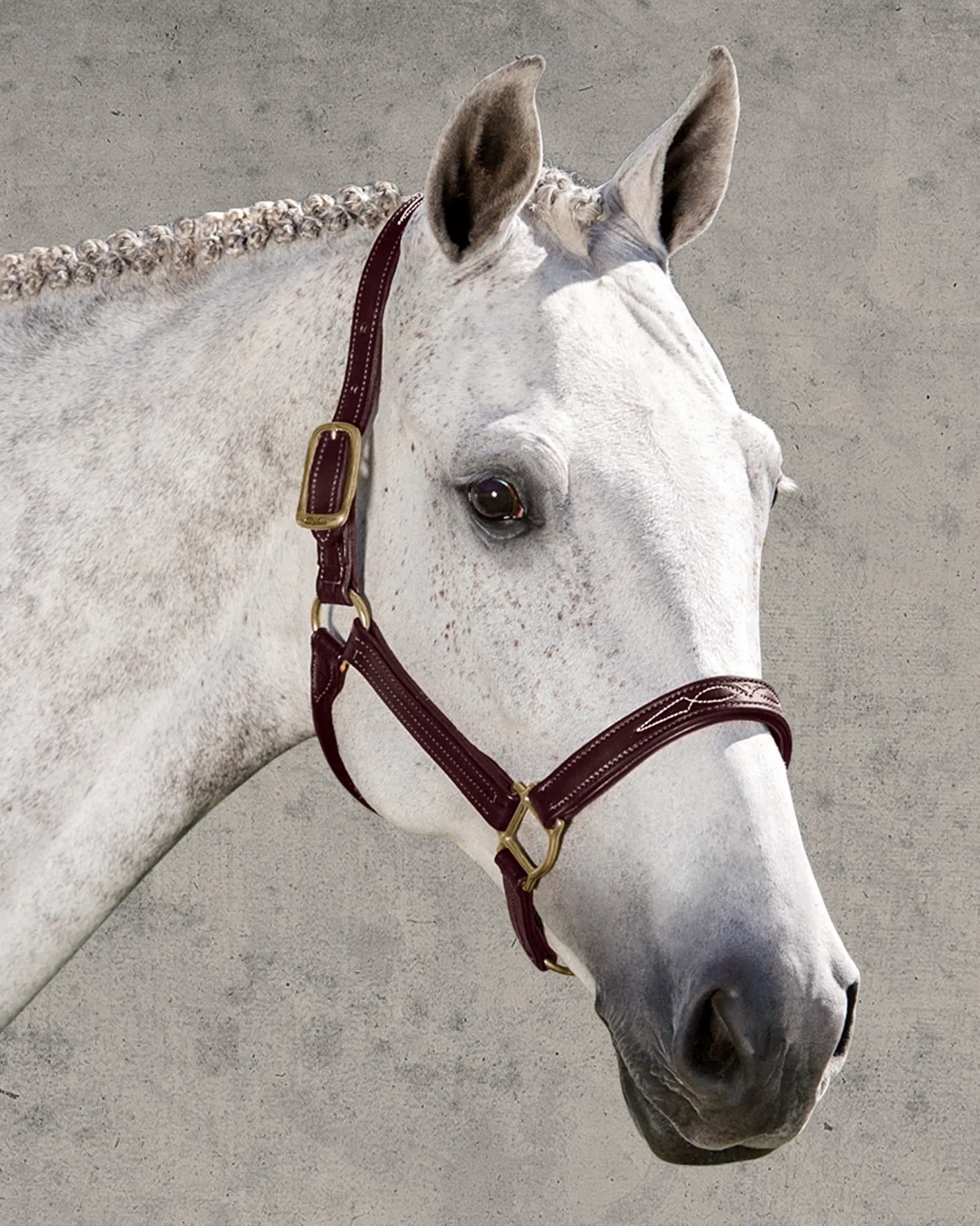 Walsh™ Signature Padded Halter